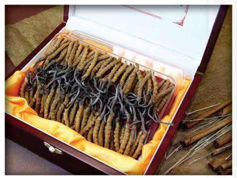 中沙冬虫夏草回收